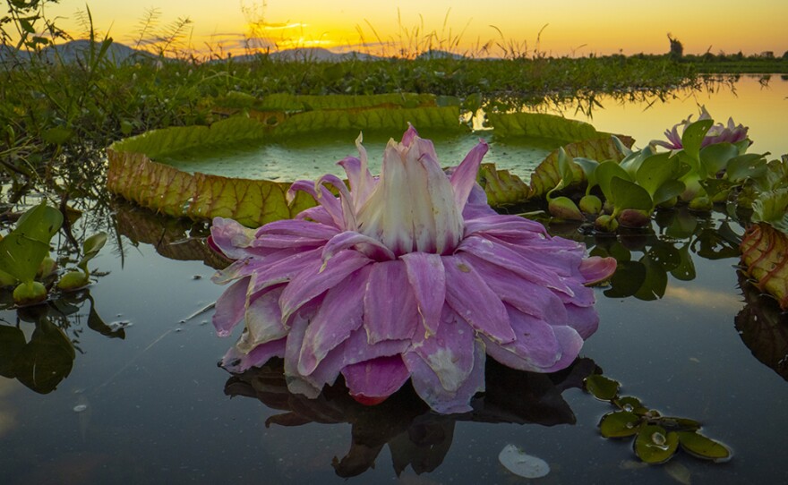 The football sized flower of the giant water lily Victoria species, of the Brazilian Pantanal wetland, turns pink after it has been pollinated.