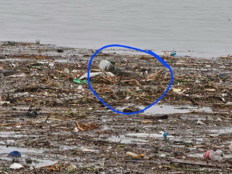 A coyote (circled in blue) with a bucket stuck on its head sits in a pile of debris, Jan. 24, 2023.