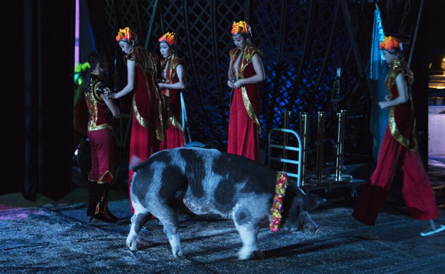 A large pig walks backstage as performers on stilts prepare to enter the arena. The circus features two 700-pound pigs, who perform with the dogs. They're smart enough to learn almost any trick, says trainer Hans Klose — but they're rather limited in the agility department.