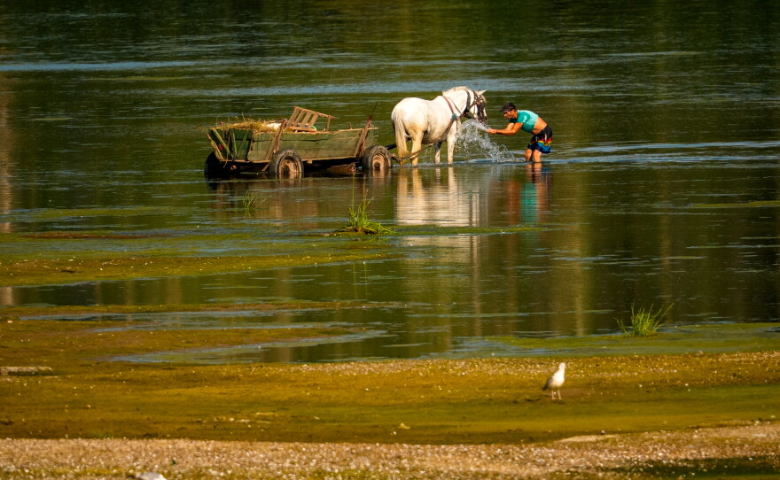 A man splashes water on a horse to cool it off next to a bank of sand on the Danube River, as usually submerged areas are exposed due to extreme low levels of the water following an extended period of drought in Roseti, Romania, Wednesday, July 29, 2026.