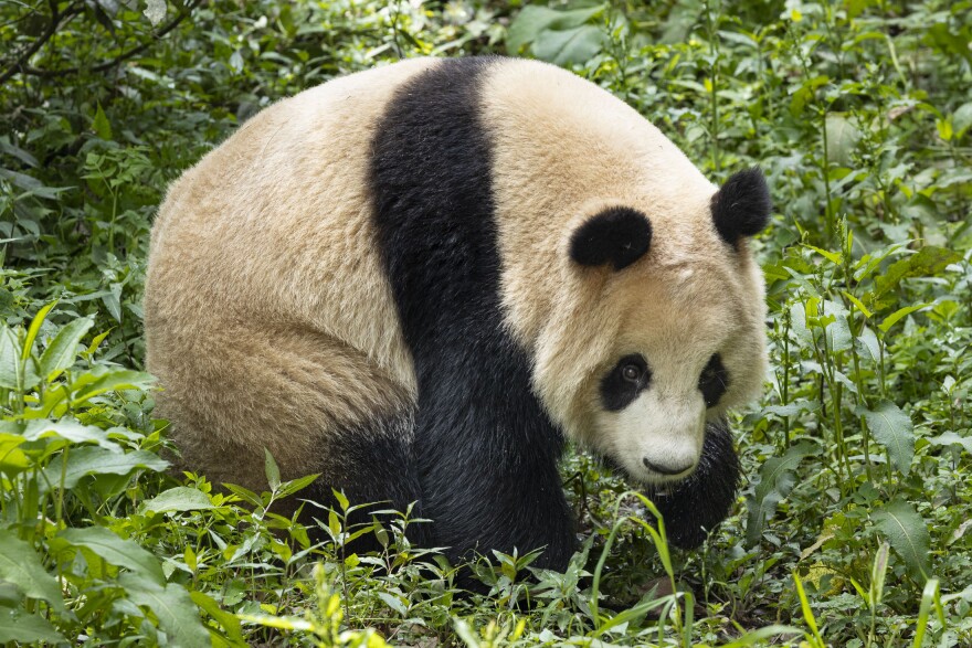 This photo released by the San Diego Zoo shows giant panda Xin Bao on Thursday, April 25, 2024, in the Sichuan province of China. A pair of giant pandas will soon make the journey from China to the U.S., where they will be cared for at the San Diego Zoo as part of an ongoing conservation partnership between the two nations, officials said Monday, April 29.