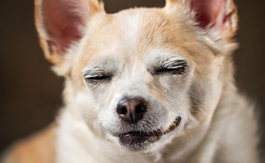 THC, a key psychoactive ingredient in marijuana, is toxic to dogs, veterinarians warn. So keeping dogs away from discarded joints, edible marijuana or drug-tainted poop is important.