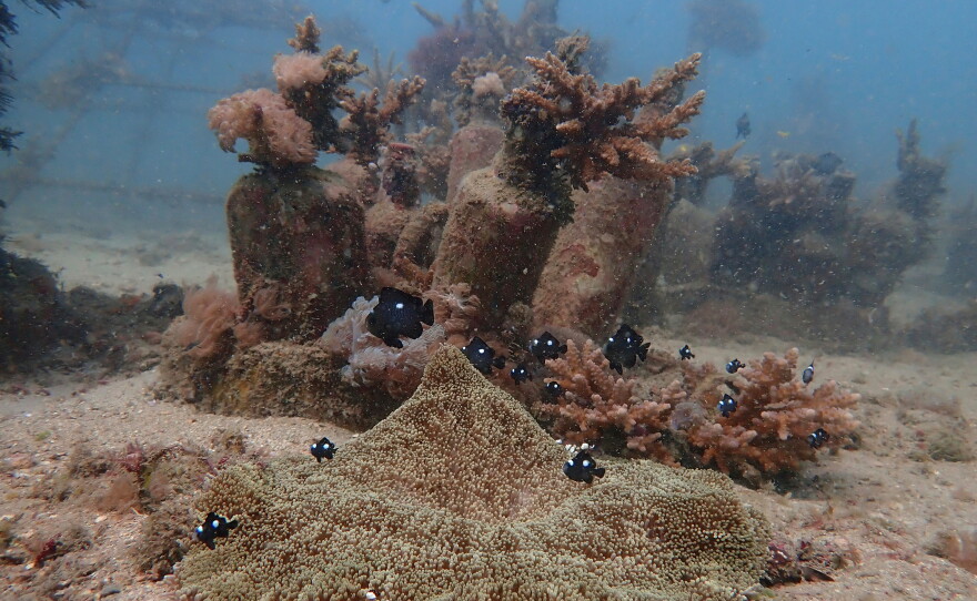 FILE - Fish swim near coral on the ocean bed near Shimoni, Kenya, June 13, 2022.