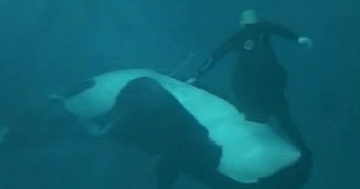 Video Of SeaWorld Whale Attack Released | KPBS Public Media