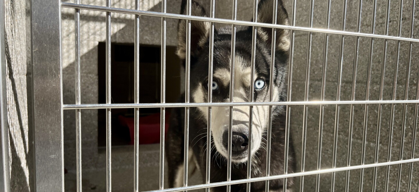 A dog stands in its new kennel at the Santee Animal Shelter, Oct. 15, 2026.