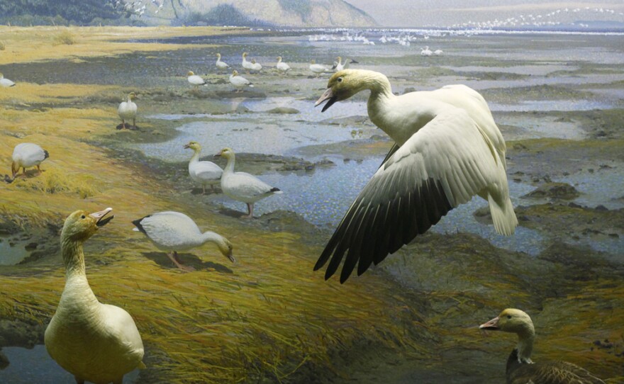 The Waterfowl of North America diorama, completed in 1964