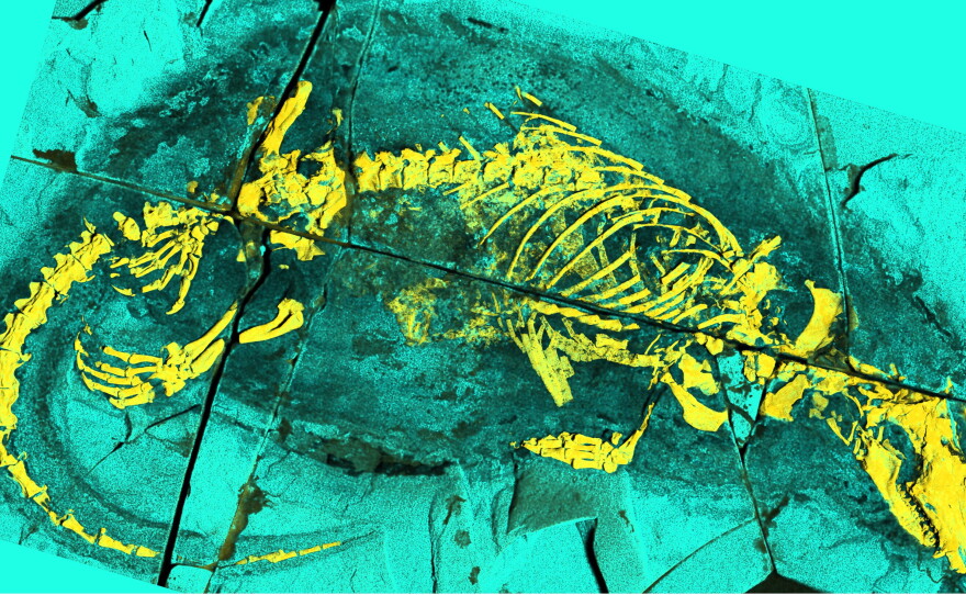 Researchers say a small fossil from the middle Jurassic provides some of the oldest evidence of chewing and swallowing as well as suckling — all distinctly mammalian traits.