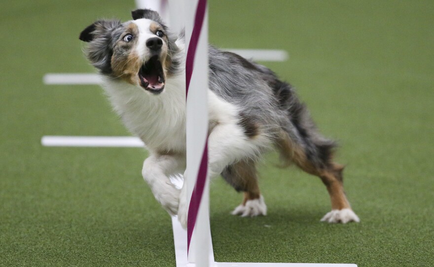 Sky, an Australian shepherd, runs the weave poles with the intensity of an Olympian.