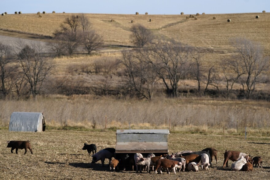 Hogs gather to feed in a pasture on the farm of Ron Mardesen, Thursday, Dec. 2, 2021, near Elliott, Iowa. (AP Photo/Charlie Neibergall, File)