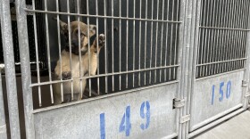 A dog in a kennel at San Diego County's Bonita shelter is shown in this photo from June 3, 2025.