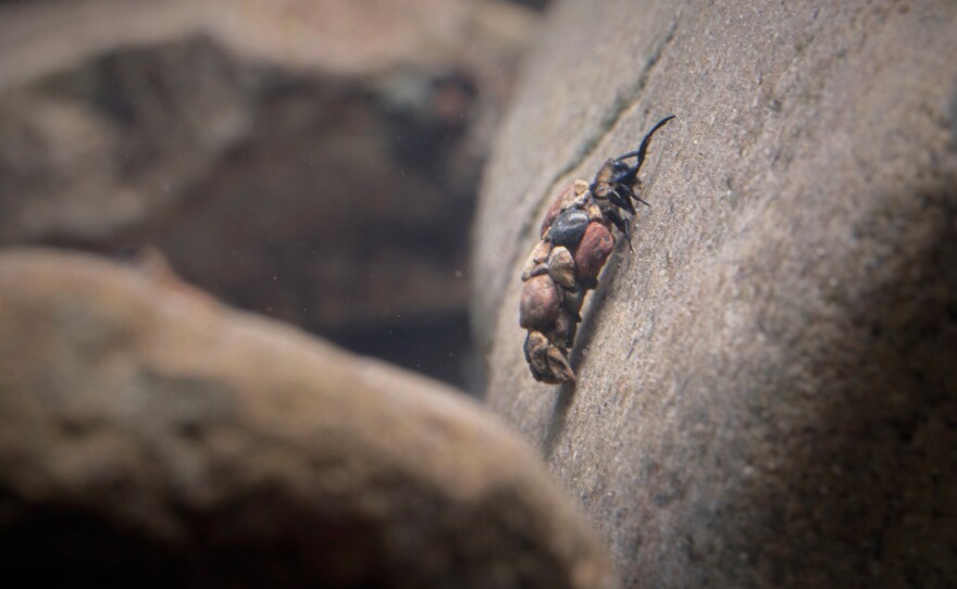 The pebbles of its case stay snugly in place, as the larva weathers steep climbs underwater.