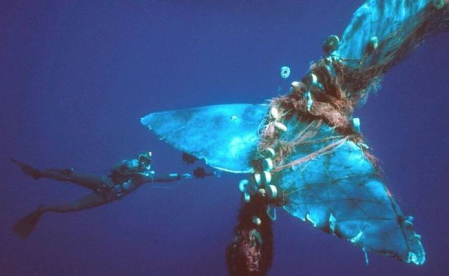 A sperm whale entangled in a drift net. A report found commercial fisheries around the world kill or injure 650,000 mammals a year.