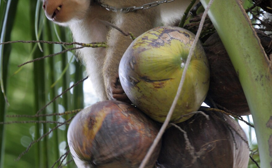 A male monkey can collect up to 1,600 coconuts per day and a female can get 600, while a human can only collect around 80 per day on average.