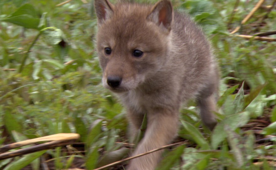 6-week-old coywolf on the move.