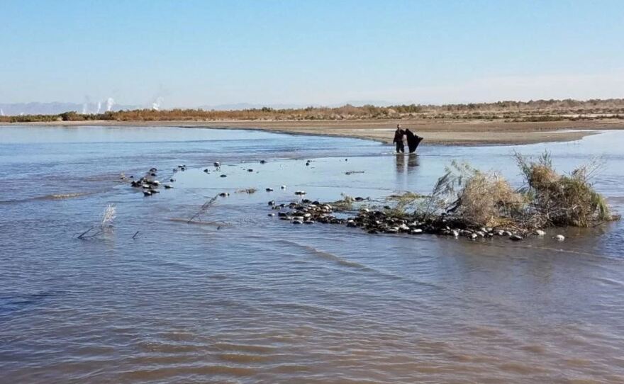 Man picking up dead birds that succumbed to avian cholera at the Salton Sea in January in this undated  photo. 