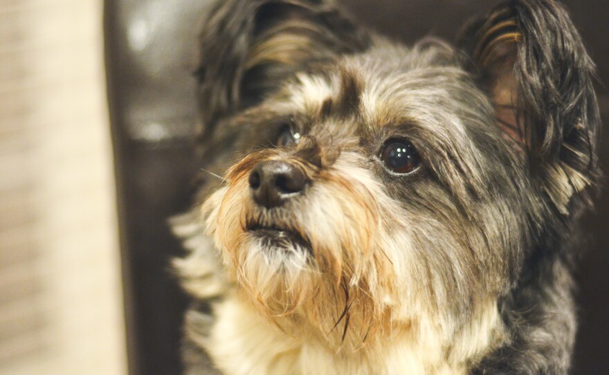 Mika, a pomeranian and poodle mix, ponders his genetic destiny: To test or not to test?
