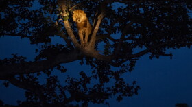 “Lion in a Tree” is one of National Geographic magazine’s top ten photos of 2011.