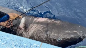 Researchers caught a Greenland shark off the coast of Belize in April, the first reported sighting of the species in the western Caribbean. The shark is typically found in the Arctic and at depths of up to 7,000 feet below the ocean surface.