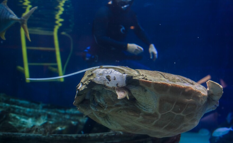 The loggerhead sea turtle swims in her tank after her brace was installed in this undated photo.