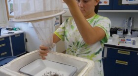 Tara Hannon empties a mosquito trap at the Connecticut Agricultural Experiment  Station in New Haven, Conn. Federal funding helped expand this program, but there have been significant cuts over the past five years.