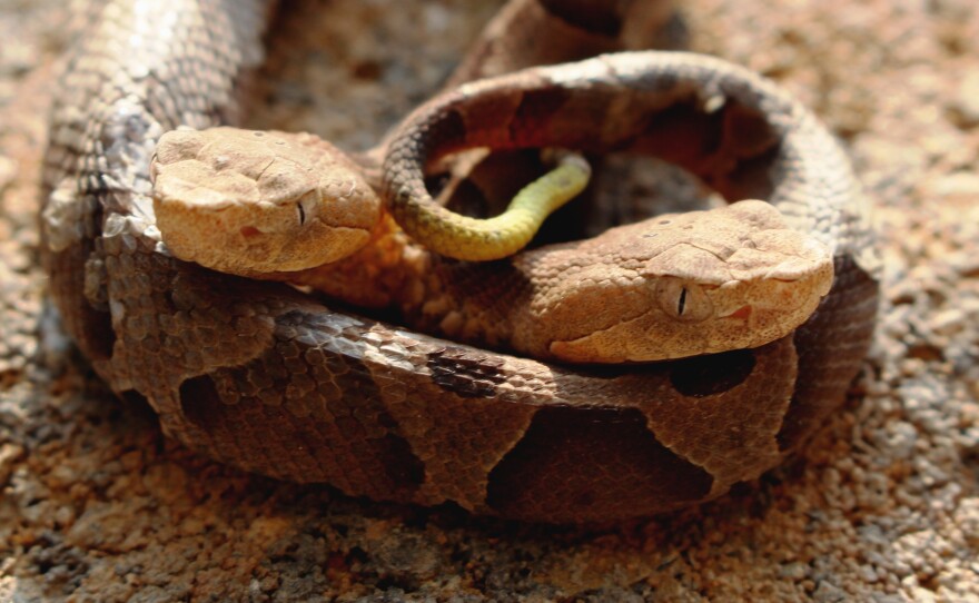 Last week J.D. Kleopfer, a state herpetologist, announced the death of a two-headed copperhead snake in Northern Virginia on social media. He said it was a discovery that few of his colleagues have seen.
