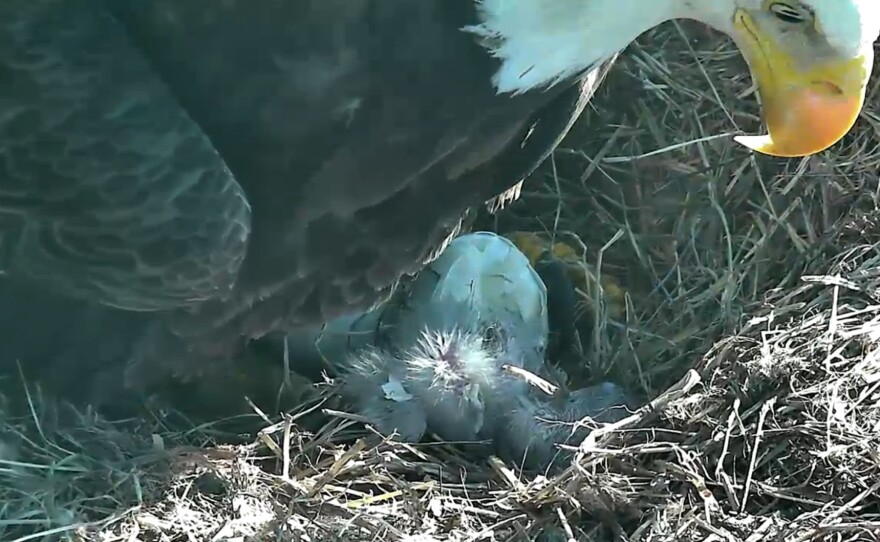With its parent eagle looking on, a baby bald eagle emerged from its egg Friday morning.