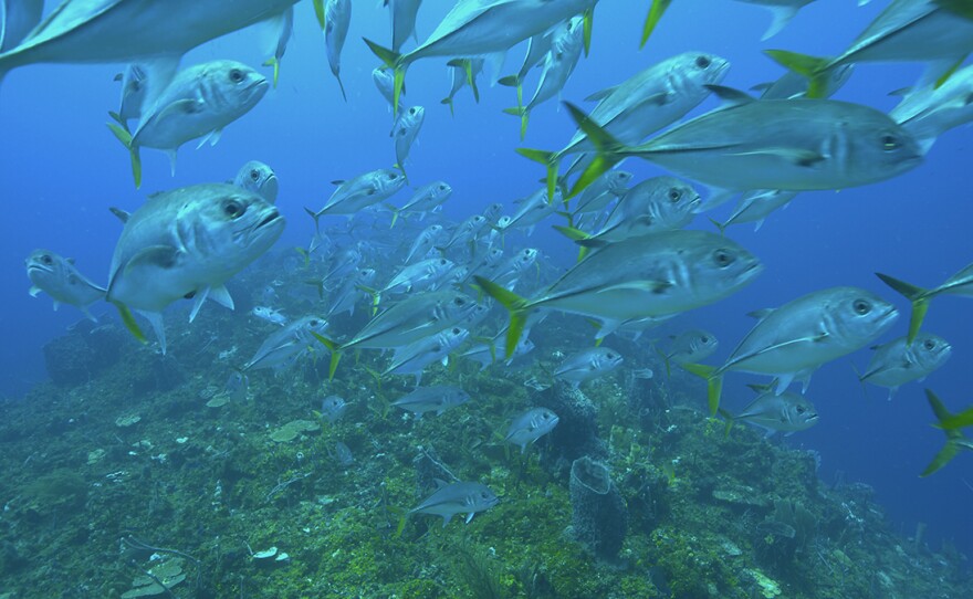 A school of Horse-eye jacks follow the currents over The Cayman Crown's promontory. Belize/Guatemala.