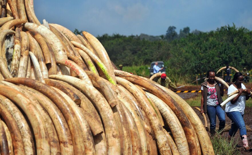 Volunteers carry elephant tusks to a burning site as Kenya Wildlife Services rangers keep guard on April 22, for a historic destruction of illegal ivory and rhino horn confiscated mostly from poachers in Nairobi's national park.