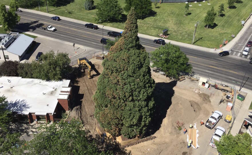 An aerial view of the sequoia in Boise, Idaho, as workers prepared to transport it about two blocks. Heavy machinery had to be used to prune its roots and build a structure so they could move the roughly 100-foot tree, which was planted back in 1912.