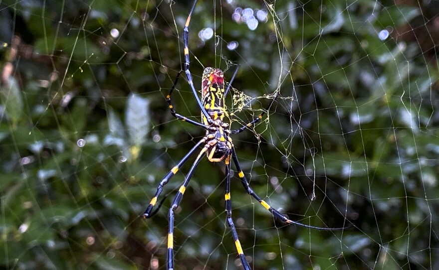The joro spider, a large spider native to East Asia, has become a common sight throughout Georgia and other Southeastern states. But scientists say it may soon spread through the Eastern seaboard.