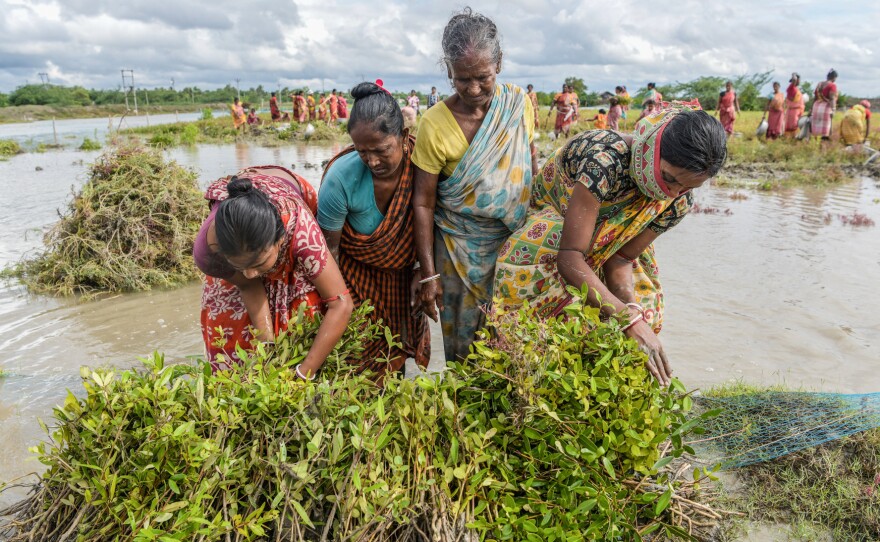 Women work at a mangrove nursery as part of the Mahatma Gandhi National Rural Employment Guarantee Act — a government program to provide more jobs.