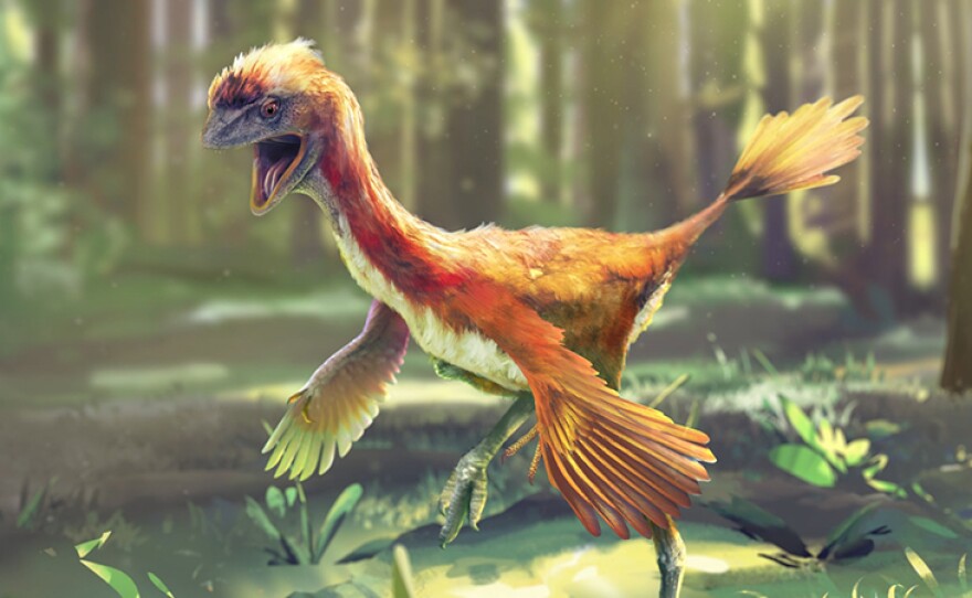 Caudipteryx was a small feathered dinosaur that couldn't fly, and its fossils have been found in the Liaoning Province of Northeastern China by local farmers tilling the land, resulting in a scientific goldmine for those studying the evolution of birds.