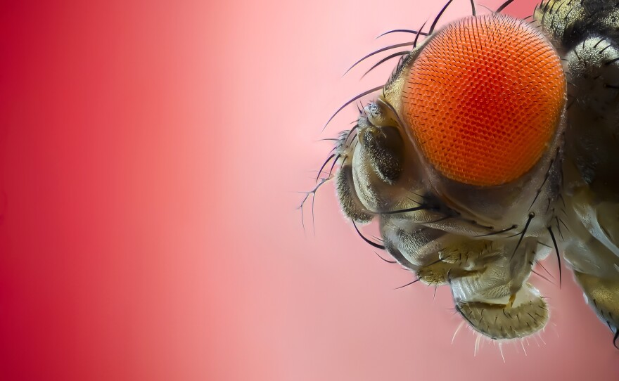 It may plague your summer peaches and plums, but the fruit fly is "one of the most important animals" in medical research, says conservationist Anne Sverdrup-Thygeson.