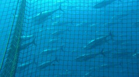 Bluefin tuna tends to have higher levels of mercury than yellowfin tuna. It also feeds deeper in the ocean. 