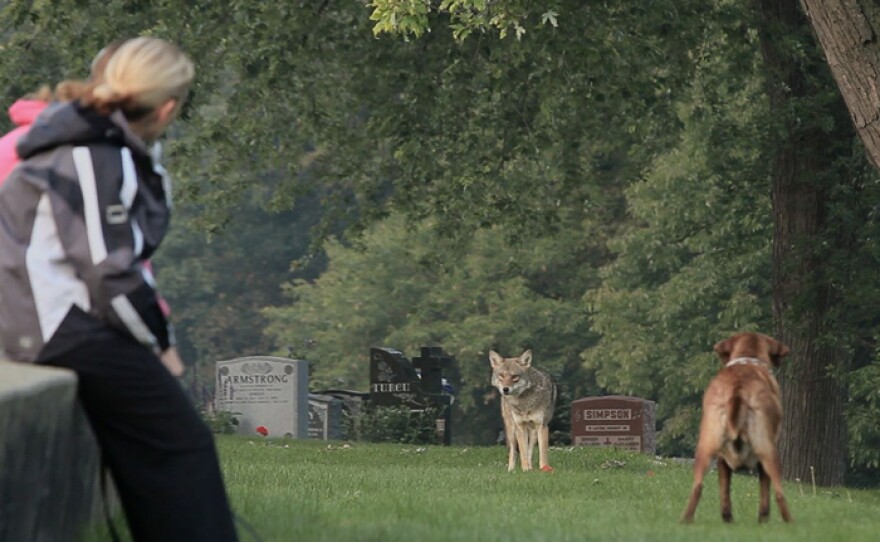 Coywolf and dog stand off in Toronto cemetery.