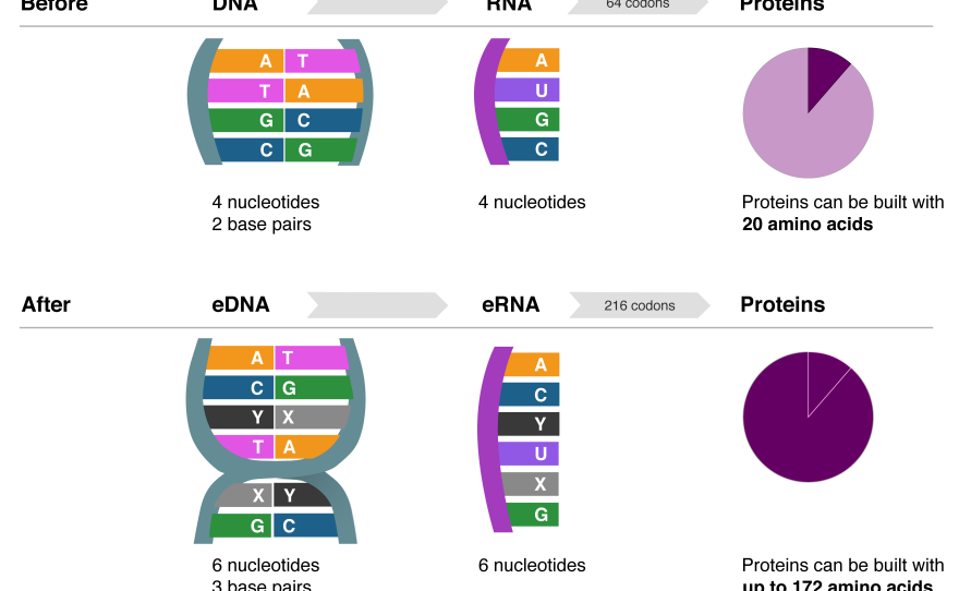In this diagram, San Diego biotech company Synthorx explains how DNA with an expanded alphabet theoretically could produce entirely new proteins and — they hope — new drugs.