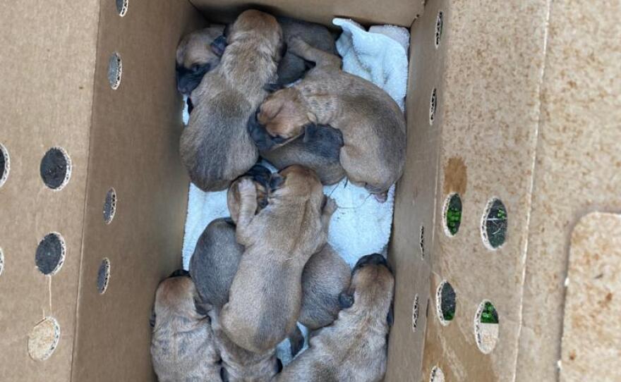 Newborn puppies in a box after being rescued from the 5200 block of La Paz Dr., near Euclid Ave. in San Diego, Calif. March 25, 2021.