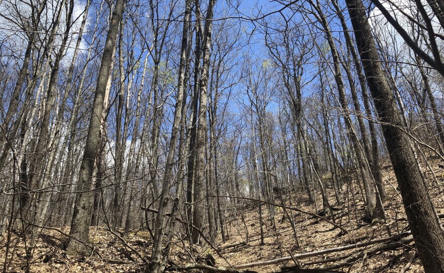 A Vermont hillside defoliated by hungry spongy moths in June of 2021.