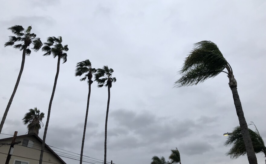 Palm trees sway in the wind in San Diego, Calif. Dec. 14, 2021.