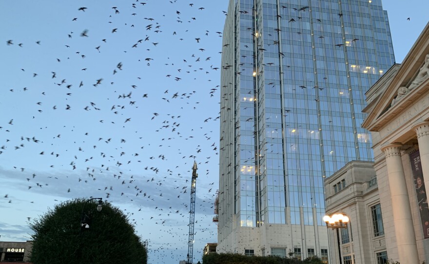 People have flocked to downtown Nashville, Tenn. the past few days to take in a rare sight: thousands of Purple Martins. The migratory birds, on their way south for the winter, rarely roost in urban areas.