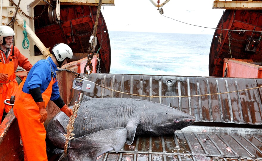 A Greenland shark caught as bycatch from research vessel Pâmiut in southwest Greenland.