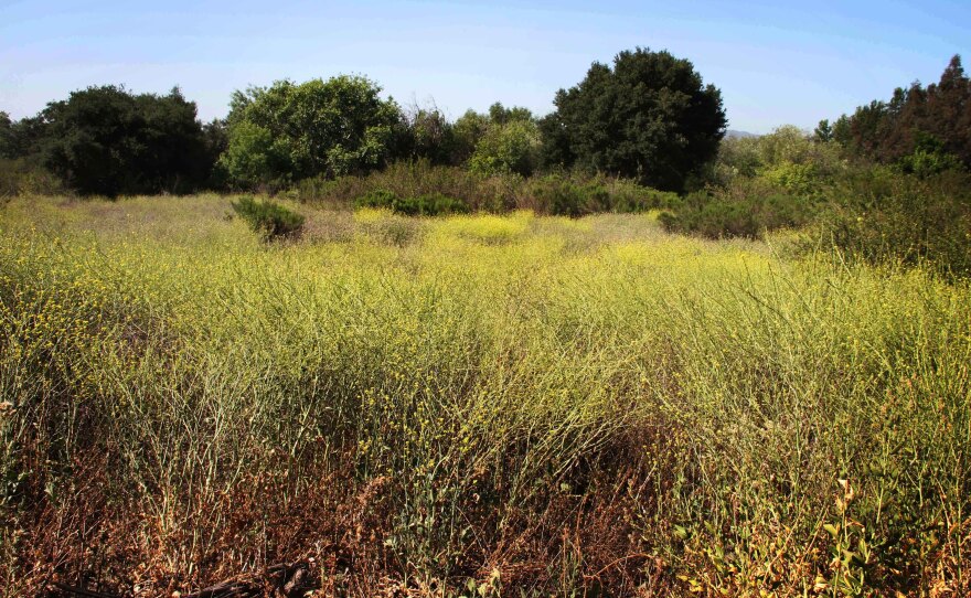 The Sepulveda Basin Wildlife Reserve before it was stripped by the U.S. Army Corps of Engineers in Los Angeles. The Corps says there was illicit activity going on in the area.