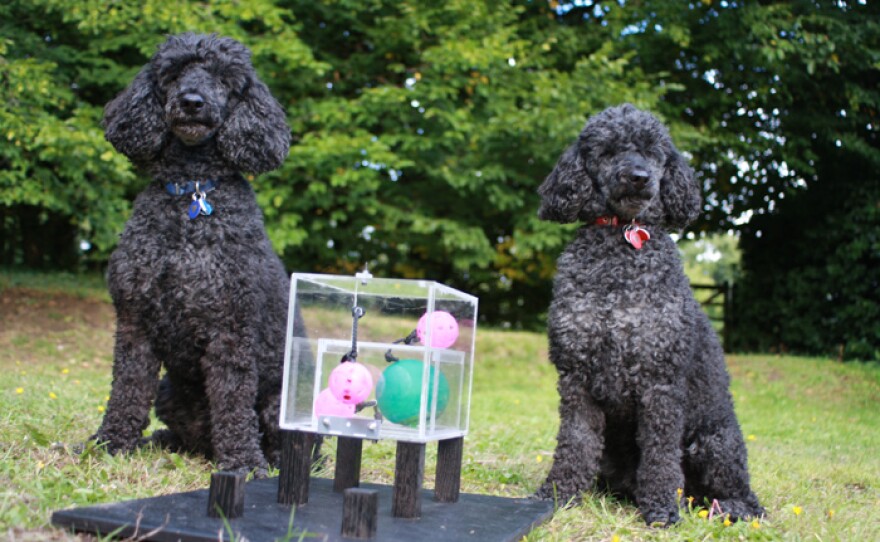Dogs and a puzzle box.