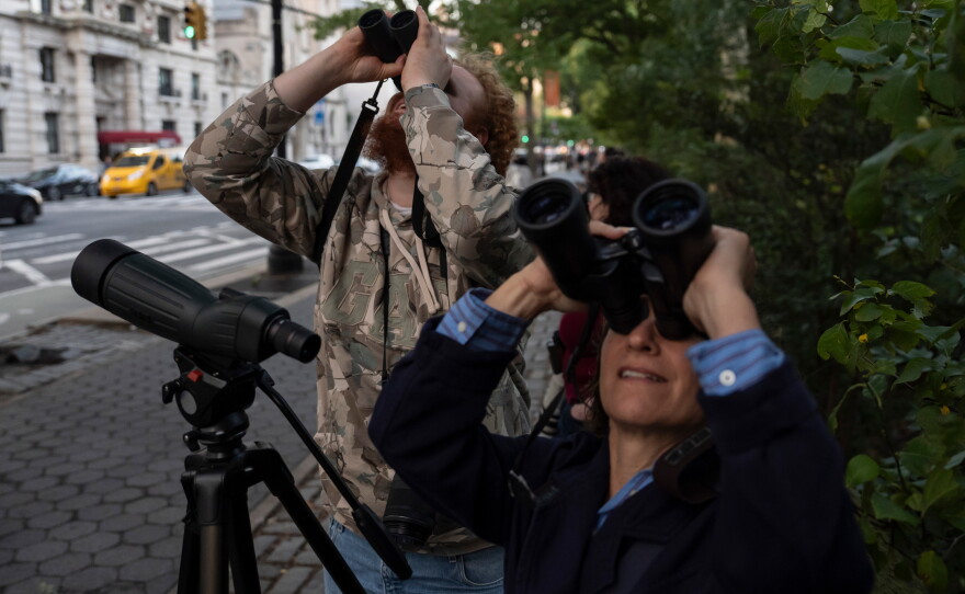 People look at American Barn Owls sit perched on a water tower on the Upper West Side neighborhood, Tuesday, Oct. 13, 2026, in New York.