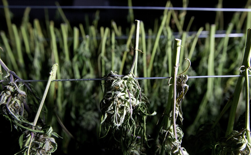 Recently harvested marijuana buds dry at a farm near Garberville, Calif., Oct. 12, 2016.