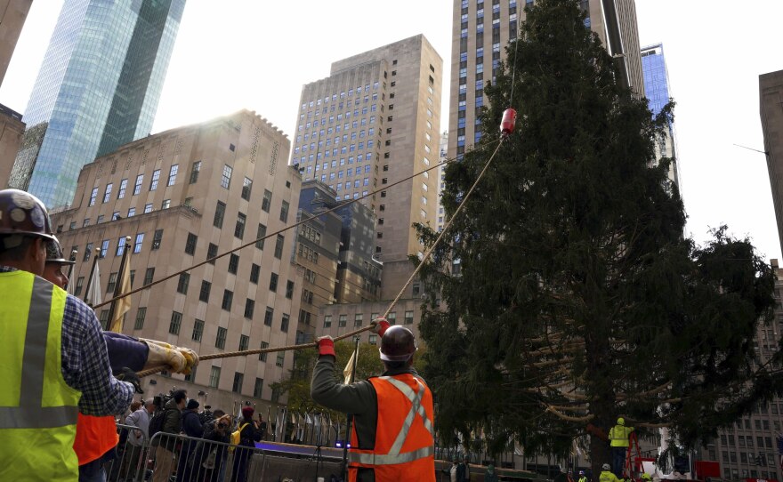 The 79-foot tall Rockefeller Center Christmas tree arrives  in New York City from Elkton, Md.