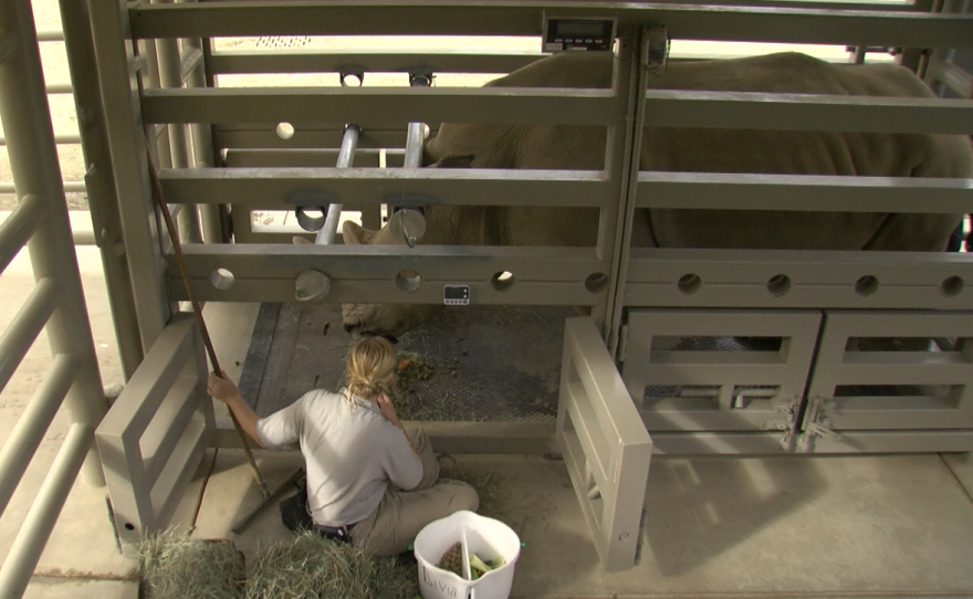 Zoo Keeper Jill Van Kempen at the Nikita Kahn Rhino Rescue Center at the San Diego's Zoo Safari Park, August 2, 2017.