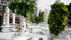A hydroponic rooftop tower farm uses a perfect nutrient blend mixed with water and fed by gravity to grow plants on rooftops in New York City.