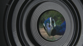 Photo for "Animal Espionage" on NOVA. 