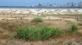 The sand dunes in Ocean Beach are a key nesting area for the California Least Tern, an endangered bird.